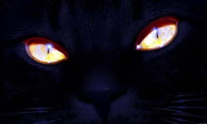 Black Cat in the Night (12 fotó) (cat) Black Cat in the Night (12 fotó)