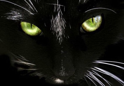Black Cat in the Night (12 fotó) (cat) Black Cat in the Night (12 fotó)