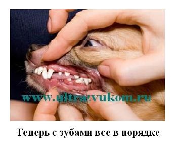 Ultrahang fogmosás kutyák érzéstelenítés nélkül hagyhatja (Budapest és Moszkva régió) - az egyik