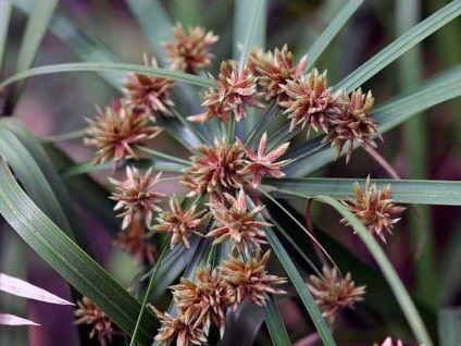 Tsiperus otthoni gondozást, a fajok és fajták, szaporítás, kártevők és betegségek