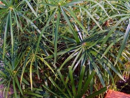 Tsiperus otthoni gondozást, a fajok és fajták, szaporítás, kártevők és betegségek