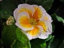 Virág ibolya - leírás képpel növények; előnyei és hátrányai; receptek