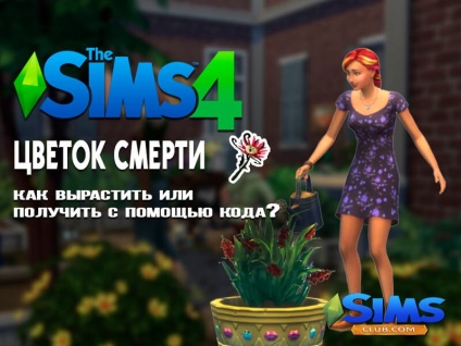 Virág halál Sims 4 - hol található a módszer növekvő és kód