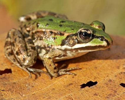 Tíz nonszensz az egészség, hogy megmondja a gyerekek