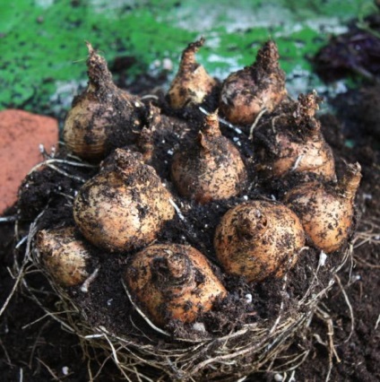Főoldal liliom egy bankot - termesztése finomság - a női világ (Home liliom pot) Főoldal liliom egy bankot - termesztése finomság - női világ