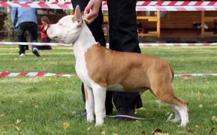 Képzési Staffordshire terrier (Staffordshire Terrier képzés) Képzési Staffordshire terrier