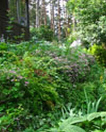 Fás növények a kertben egy hegyoldalban, kertek északnyugat