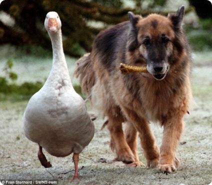 Barátság liba ment egy kutya életét