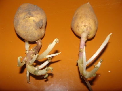 kupacolás hatás nélkül kupacolás (kupacolás) kupacolás hatás nélkül kupacolás