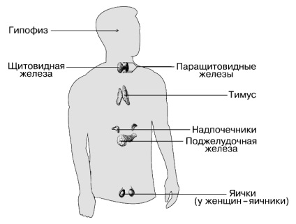 Endokrin rendszer - ez (a rendszer) Endokrin rendszer - az