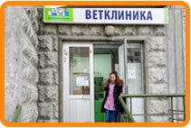 Ha úgy dönt, hogy egy macska (döntött) Ha úgy dönt, hogy egy macska