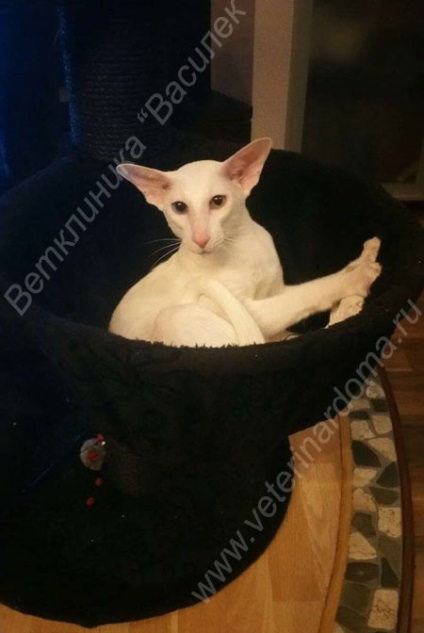 Ha úgy dönt, hogy egy macska (cica) Ha úgy dönt, hogy egy macska