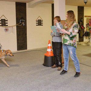 Van egy kapcsolat, kutya képzés iskola Jekatyerinburgban Chkalov Metro - véleménye, címét, telefonszámát, fotók