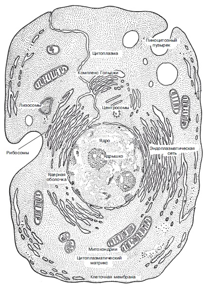 Az eukarióta sejtek, a legnagyobb portál a tanulási