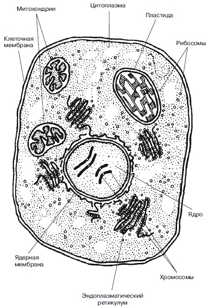 Az eukarióta sejtek, a legnagyobb portál a tanulási