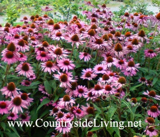 Echinacea, Echinacea purpurea, virág