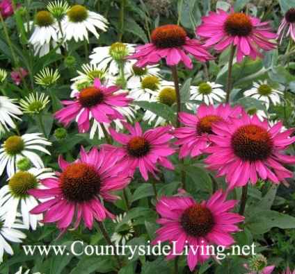 Echinacea, Echinacea purpurea, virág