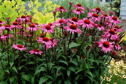 Echinacea - fénykép színes (fotó) Echinacea - fénykép színei