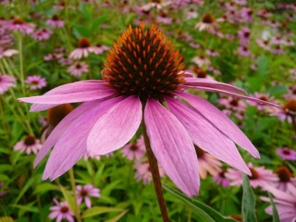 Echinacea - fénykép színes (fotó) Echinacea - fénykép színei