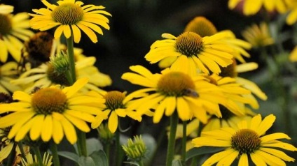 Echinacea - fénykép színes (fotó) Echinacea - fénykép színei