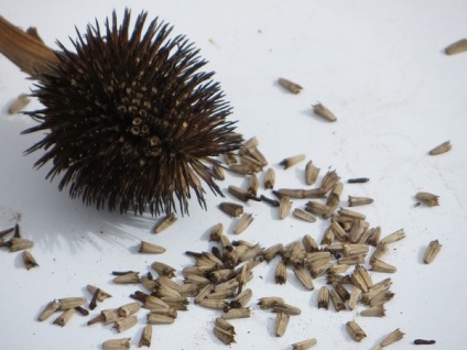 Echinacea - fénykép színei (visszaállítja szervek működik) Echinacea - fénykép színei