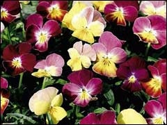 Viola cornuta (szarvas) Viola cornuta