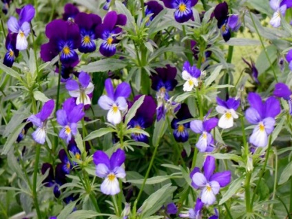 Viola cornuta hosszú távú módon tenyésztési és gondozási szabályok