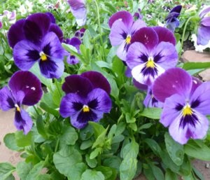 Viola cornuta hosszú távú módon tenyésztési és gondozási szabályok