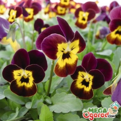 Viola cornuta adott faj, tenyésztési módszerek és gondozás