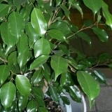 Ficus benjamina otthoni gondozást, fotó (fajta)