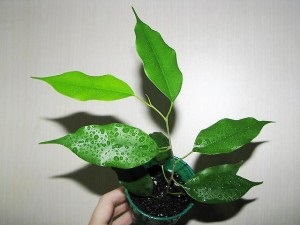 Ficus benjamina otthoni gondozást, fotó (fajta)