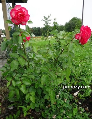 Megalakult a bokrok és a vágás Hybrid Tea Roses