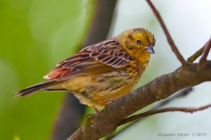 Fényképezése vadon élő madarak, fotó site amatőr és profi