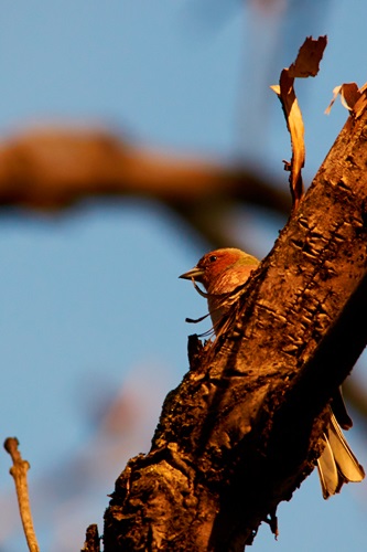 Fényképezése vadon élő madarak, fotó site amatőr és profi