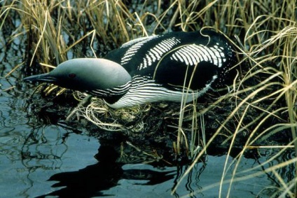 Loon, gondos és az óvatosság (Loon) Loon, óvatosság és a körültekintés, hogy