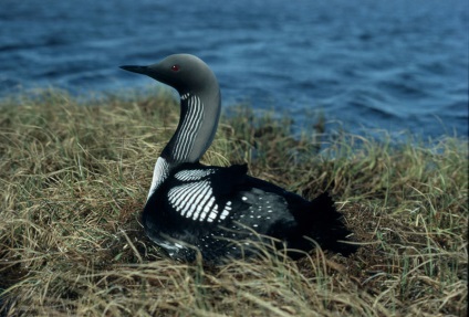 Loon, gondos és az óvatosság (Loon) Loon, óvatosság és a körültekintés, hogy