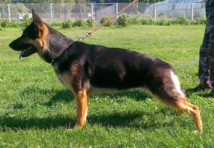 Genetikai színek GSD (genetika) Genetikai német juhász színek