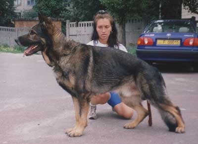 Genetikai színek GSD (munka németjuhász) Genetikai német juhász színek