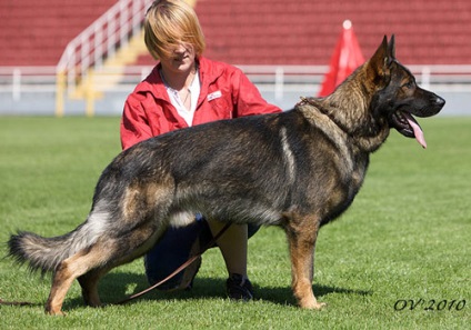 Genetikai színek GSD (l.arhangelskaya) Genetikai német juhász színek