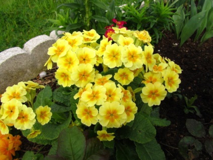 Geranium hálószoba fajták, fajták neveit különböző fajok Pelargonium fotó