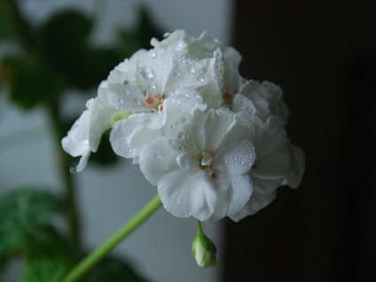 Geranium hálószoba fajták, fajták neveit különböző fajok Pelargonium fotó