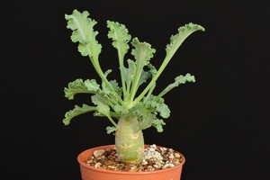 Geranium hálószoba fajták, fajták neveit különböző fajok Pelargonium fotó