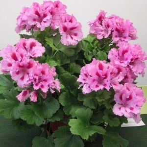 Geranium hálószoba fajták, fajták neveit különböző fajok Pelargonium fotó