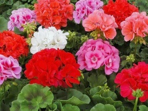 Geranium hálószoba fajták, fajták neveit különböző fajok Pelargonium fotó