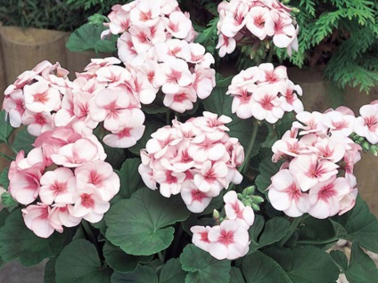 Geranium hálószoba fajták, fajták neveit különböző fajok Pelargonium fotó