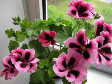 Geranium hálószoba fajták, fajták neveit különböző fajok Pelargonium fotó