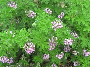 Geranium hálószoba fajták, fajták neveit különböző fajok Pelargonium fotó