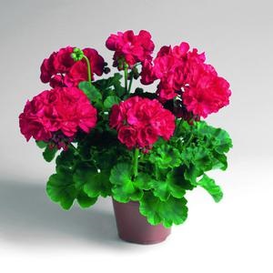 Geranium hálószoba fajták, fajták neveit különböző fajok Pelargonium fotó