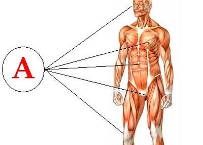 Hypervitaminosis A-vitamin túladagolás tünetei