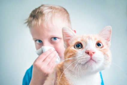 Hipoallergén macska fajták, amelyek nem okoznak allergiát